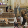 Wonderful People: A Brazilian Priest Brings in Stray Dogs to Sunday Mass to Help Find Them Forever Homes