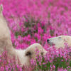This Canadian Photographer Caught the most Magical Moment: Polar Bears Playing in Fields of Flowers