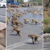 While People Are in Quarantines, Monkeys Are Strolling the Streets of Thailand & Deer Are Spotted on Japanese Streets