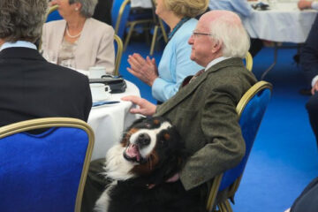 Isn’t This the Cutest Thing ever? The Giant Bernese Dog of the Irish President ‘Refuses’ to Leave until He Gets a Belly Rub
