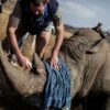 Poachers Cut the Horns of Rhinos & Use Them to Make Natural Viagra & Other Natural ‘Remedies’!