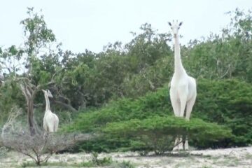 Two Rare White Giraffes in Kenya Killed by Poachers