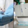 This Research Team Successfully Cured Diabetes in Lab Mice Using Human Stem Cells
