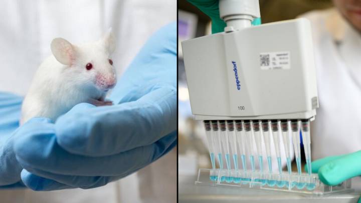 This Research Team Successfully Cured Diabetes in Lab Mice Using Human ...