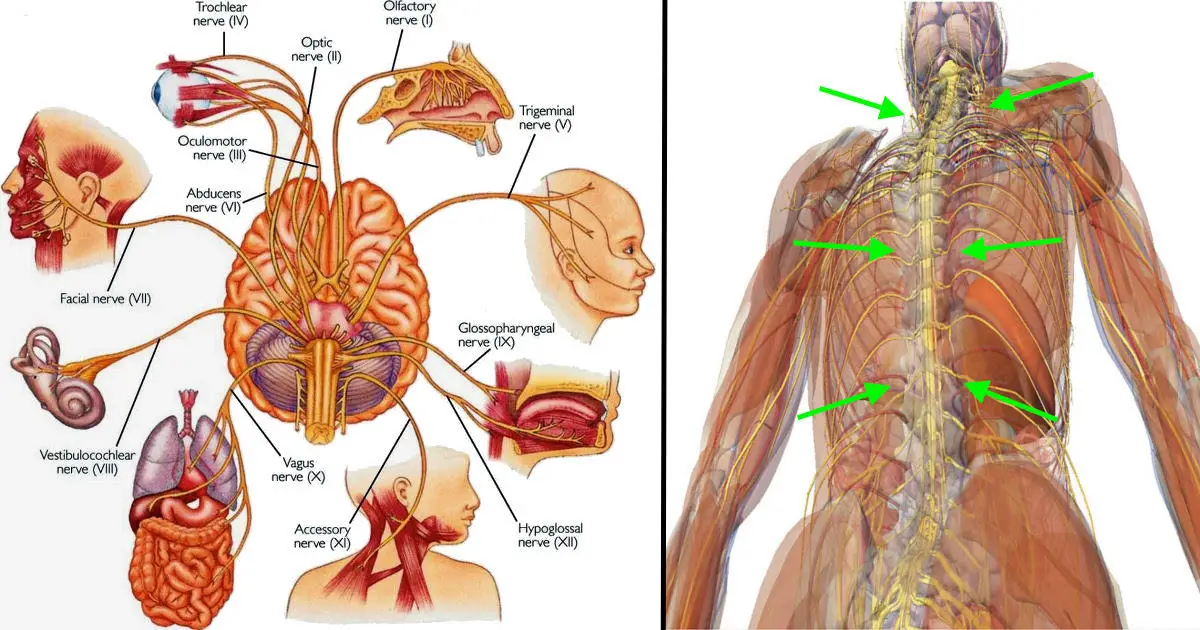 7-ways-to-stimulate-your-vagus-nerve-fight-off-inflammation