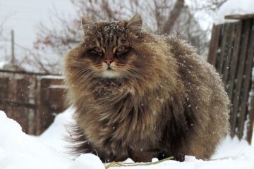 Norwegian Forest Cats, the Pets of the Vikings