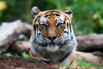 Tiger Tests Positive for COVID-19 at New York ZOO-First Case of Its Kind in US