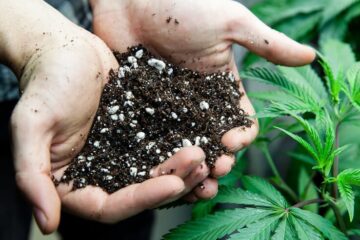 Cannabis Is Effective At Removing Nuclear Radiation and Heavy Metals From Contaminated Soil
