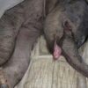 Do Animals Have Feelings? This Baby Elephant Cried for 5 Hours after His Mother Rejected Him