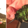 Every Year, this Hummingbird Comes Back to the Man Who Saved It