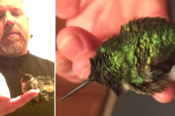 Every Year, this Hummingbird Comes Back to the Man Who Saved It