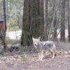 Video Shows Yosemite National Park Full of Animals in the Absence of Humans