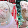 Rare Pink Pug Called Milkshake Is One of the less-than-100 in the World