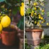 How to Grow Lemons at Home & Never Buy Them Again (Video)