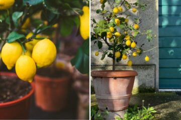 How to Grow Lemons at Home & Never Buy Them Again (Video)
