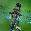 7 Awesome Plants to Attract Dragonflies to Control Mosquitoes