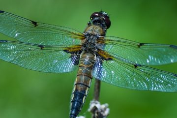 7 Awesome Plants to Attract Dragonflies to Control Mosquitoes