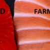 According to Science, Farmed Salmon Is One of the most Toxic Foods in the World