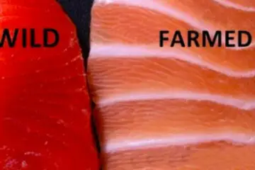 According to Science, Farmed Salmon Is One of the most Toxic Foods in the World