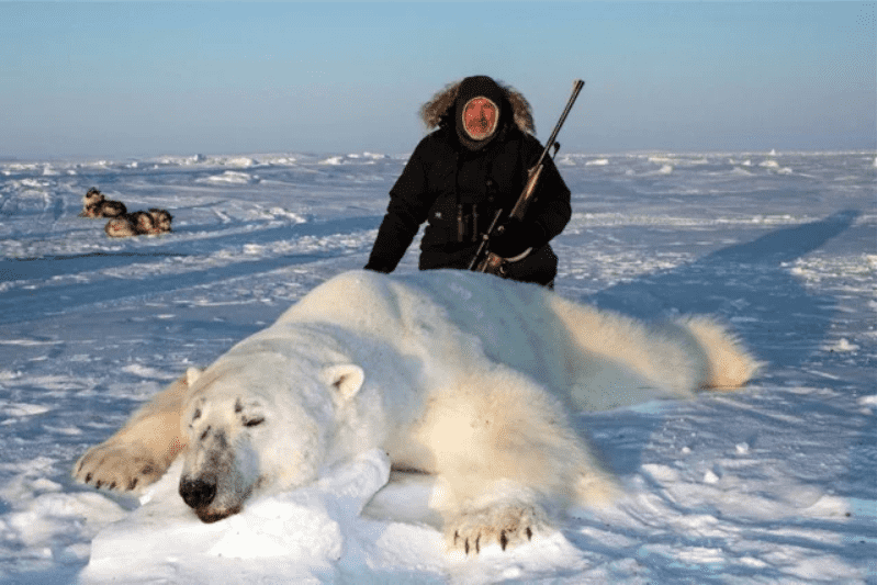 Trophy Hunters Pose With Dead Polar Bears In Company Ad Offering