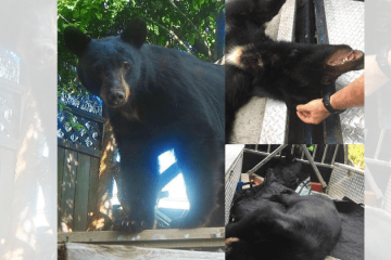 Father-Son Duo Kills Hibernating Mother Bear And Two Cubs, Proudly Pose For Pictures