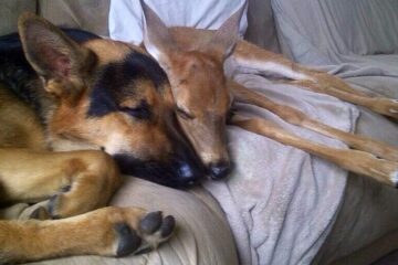 Loyal German Shepherd Steps Up To Be Protector Of An Orphaned Baby Deer