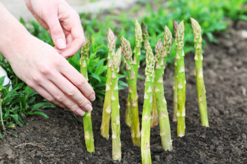 Plant Once, Pick Forever. 10 Perennial Veggies You Need to Plant this Summer