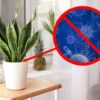 15 Houseplants That Are Good For Your Health