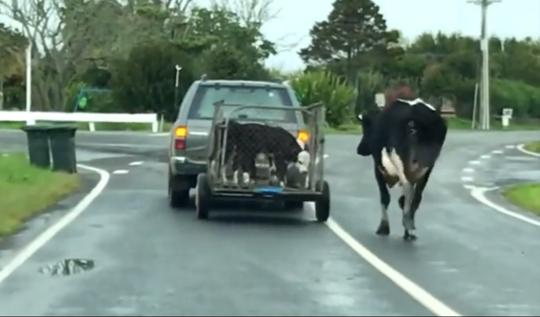 Mother Cow Chases After Her Stolen Calves In A Heartbreaking Video