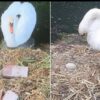 Swan Dies of a ‘Broken Heart’ after Cruel Teens Kill Her Unborn Babies with Bricks