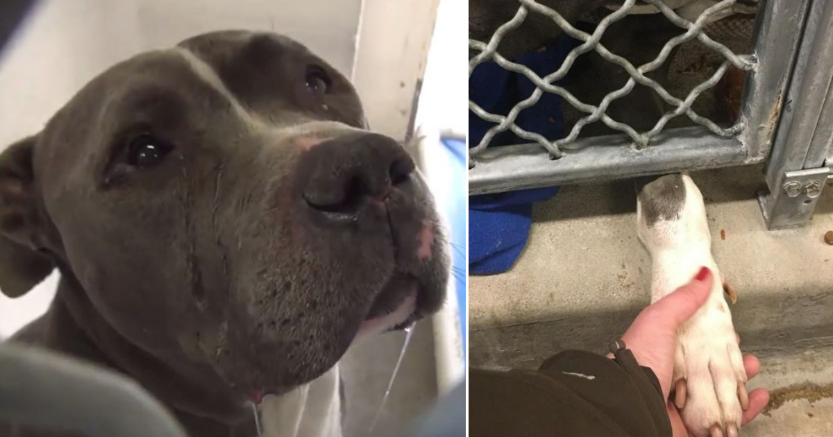 Pit Bull Can’t Hold Back Its Tears when It Realized His Family Left Him ...