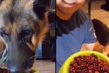 Dog “Cries” after Sadistic Owner Forces Him to Eat a Bowl of Hot Chili Peppers for Amusement
