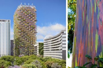 Architects Design Eco-Friendly Building Inspired by Rainbow Eucalyptus Trees