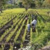 Pakistan Combats Massive Unemployment by Hiring People to Plant 10 Billion Trees