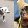 Hero Dog Saves 4 Patients from Hospice Inferno after Running into the Building to Raise Alarm