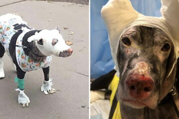 Hero Dog Saves 4 Patients from Hospice Inferno after Running into the Building to Raise Alarm