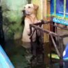 Dog Desperately Clinging to Wall Rescued from Hurricane Eta Floods