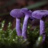 The Amethyst Mushroom Looks like it Contains the Whole Galaxy
