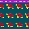 How FAST Can You Find the Odd Turtle in this Photo?