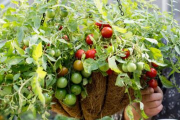 The Secrets of Growing Tomatoes in Hanging Baskets Successfully