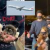 34 Chinese Puppies Rescued from Canine Meat Trade on a Flight for China