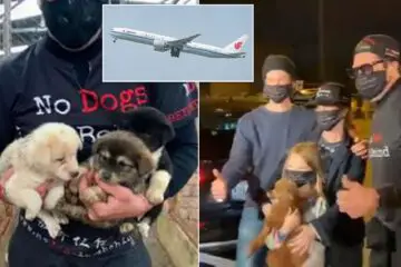 34 Chinese Puppies Rescued from Canine Meat Trade on a Flight for China