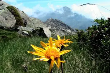 Arnica Essential Oil: Relieves Muscle Ache & Helps with Hair Loss