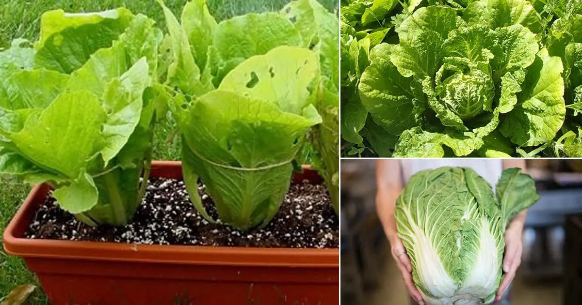 Fresh Salad Always: How To Grow Your Chinese Cabbage In A Pot