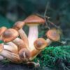 Oregon-First State that Legalized Magic Mushrooms