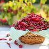 Could this Spice Really Extend Our Life?