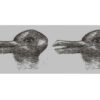 New Version of a Classic Optical Illusion Is Confusing Us all!