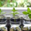 7 Wonderful Herbs You can Grow in Water Indoors all Year