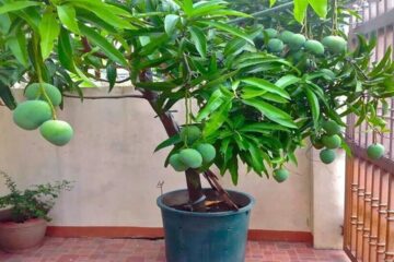 How to easily Grow a Mango Tree in a Pot