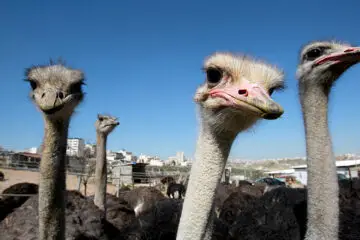 Can You Find the Umbrella among the Ostriches?